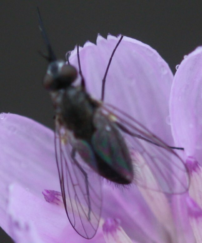 High Resolution Diptera(Or) sp010 Animal